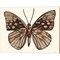 Papillon 1 by Stellar Design Studio 20" x 16" Canvas Wall Art
